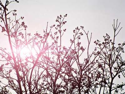 15 Essential Isola Book Club Questions: Discussion Prompts for Allegra Goodman’s Novel