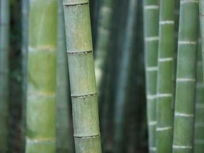 Isola Book Review: Allegra Goodman’s Powerful Story of Resilience