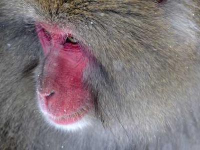 Editorial Content for The Stolen Crown: Treachery, Deceit, and the Death of the Tudor Dynasty